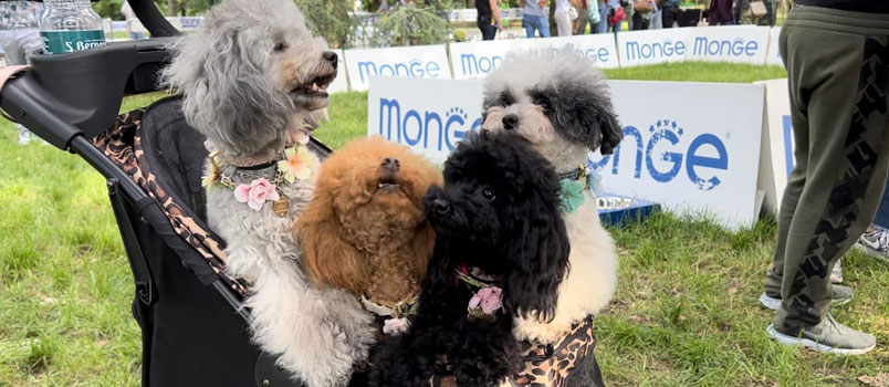 pet flower parade