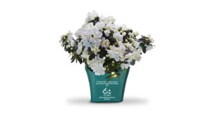 azalea