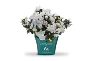 azalea