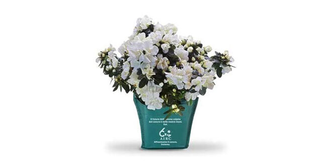 Per la festa della mamma, dona un’azalea per la ricerca AIRC